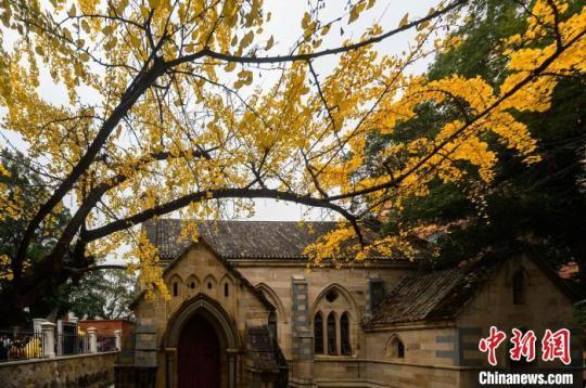 教堂前的那棵银杏树，至今也有超过百年的历史。　李南轩 摄