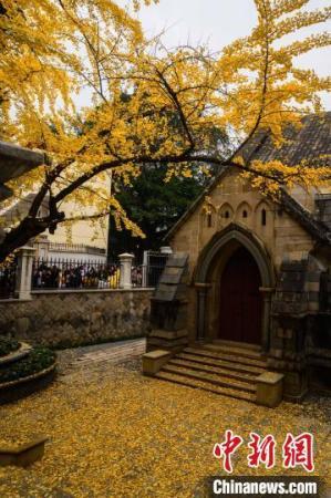 眼下银杏树一身金黄，树叶随风飘落，在教堂台阶和庭院铺上“黄金毯”。　李南轩 摄