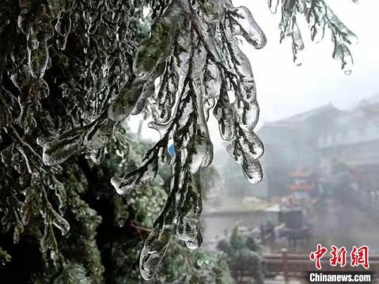 福安市白云山上树木穿上了洁白的“外衣”。　何家进 摄