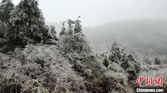 寿宁县长岗头山上目之所及皆是银装素裹。　何家进 摄