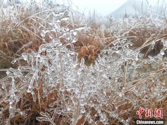 福安市白云山上树枝都穿上了一层晶莹剔透的“冰衣”。　何家进 摄