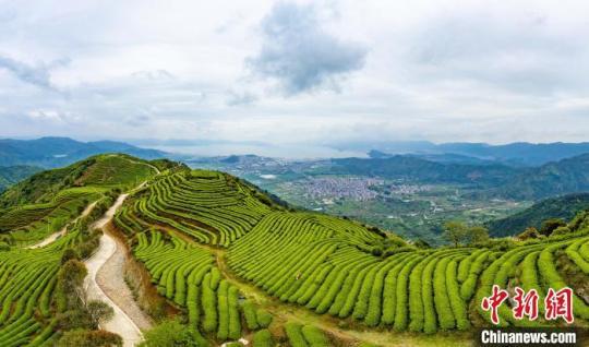 探访福州连江长龙华侨农场：云上茶乡幸福飘香