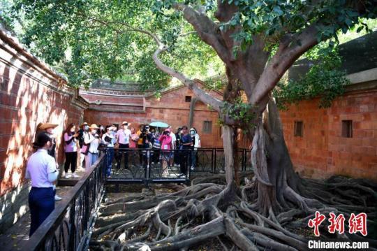 游客参观梧林古村落里的百年榕树。　王东明 摄