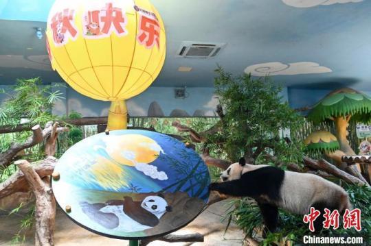 全球唯一大熊猫三胞胎“萌帅酷”在广州吃上“专供月饼”