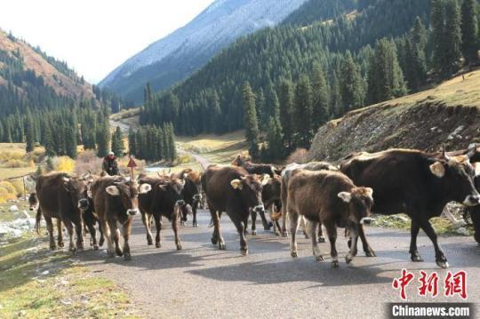 成群的褐牛沿着山间公路陆续走出大山，风景独特。　李文武 摄