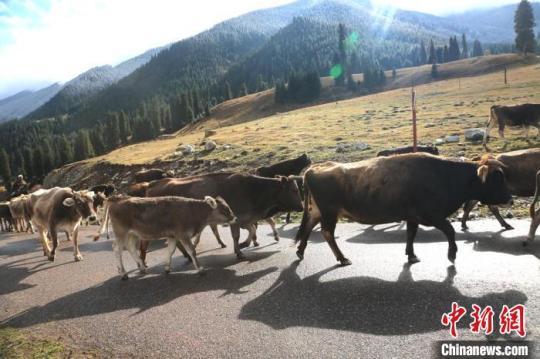 昭苏县被称为褐牛之乡，是新疆褐牛的主产区，昭苏县褐牛存栏数为11.6万头。　李文武 摄