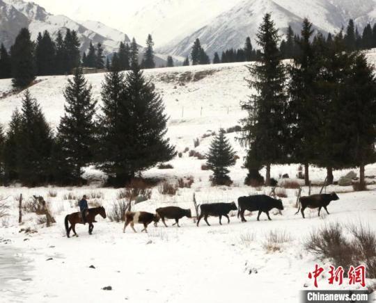 山区大雪纷飞，牧民迎风雪转场。　尤拉 摄