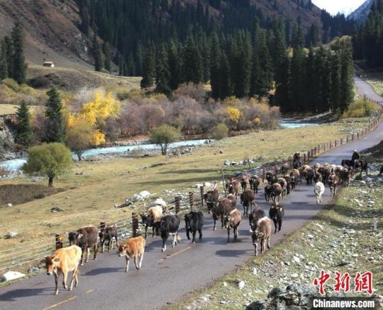 褐牛陆续从深山转到平原草场。　李文武 摄