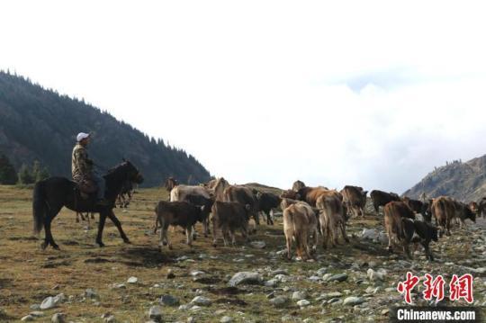 牧民赶褐牛走出山谷，转场到平原草场。　李文武 摄