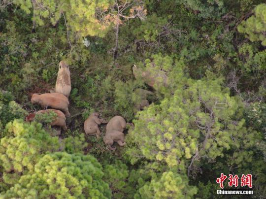 资料图：林地中的象群。 云南省森林消防总队 供图