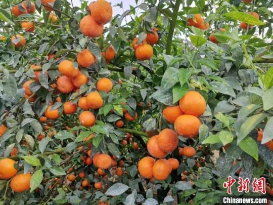 广西武鸣沃柑远销海外产量占全国五分之一