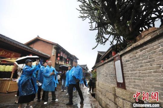 海外华媒代表观看建昌古城街头的一棵百年老树。　王磊 摄