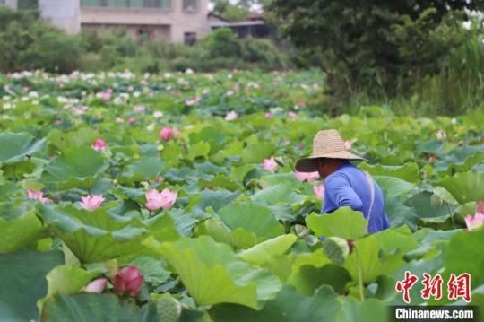 莲农正在采摘成熟的莲蓬。 熊锦阳 摄