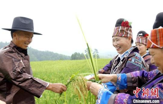 贵州施秉：苗家抽穗过“吃新节”