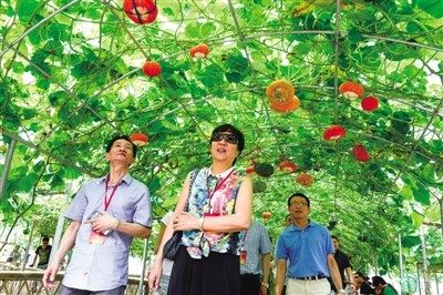图为考察团在苍南参观天福台湾农业示范园