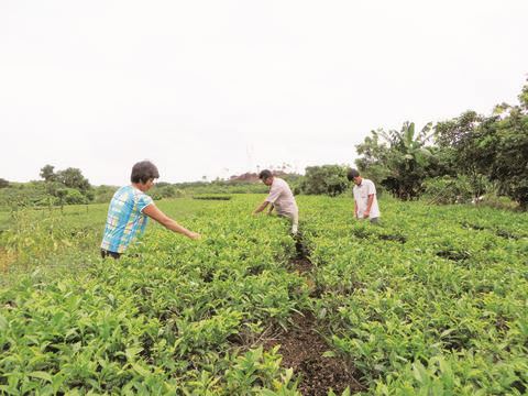 中国侨网大南山侨区积极打造生态观光农场特色旅游区,推动茶叶种植基地转型升级。(《揭阳日报》/黄健新 摄)