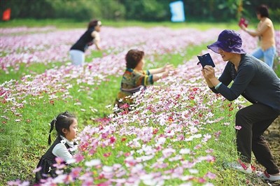中国侨网游客在琼海龙寿洋公园赏花。(张杰 摄)