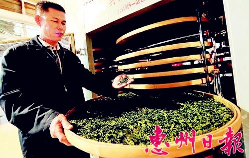 中国侨网加工好的潼侨绿茶。(魏云鹤 摄)