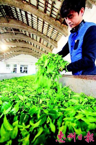 中国侨网即将进入烘焙的茶叶。(魏云鹤 摄)