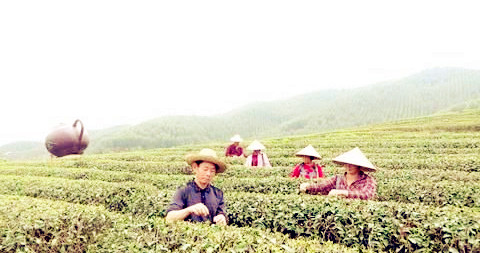 大南山侨区茶农在摘茶。黄健新