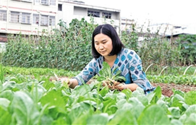 廖汝香经营的餐厅供应的菜都是在自家菜园采摘的。