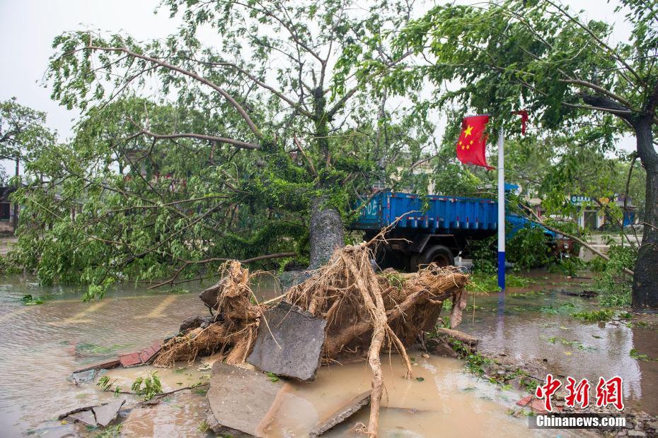 图为海南省万宁市龙滚镇的街道边的大树被大风连根拔起，砸在停在一边的卡车上。骆云飞