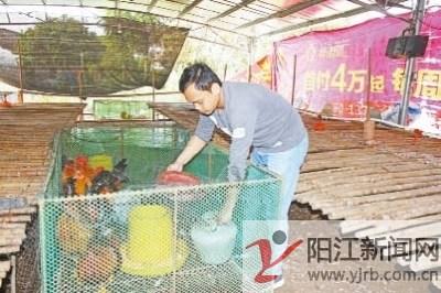 中国侨网上图：杨文海在喂养仅存的十几只鸡。郑标 摄