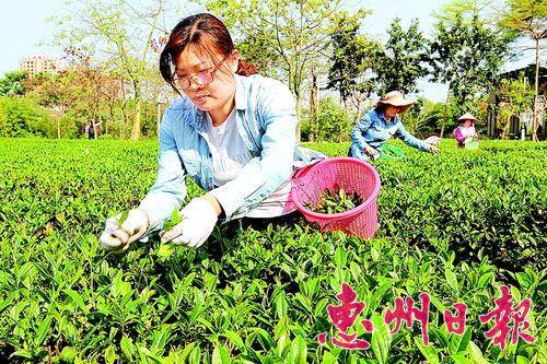 中国侨网春光明媚的清晨，茶农忙着采摘清明前首批春茶。