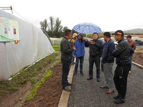 中国侨网孙胜实地考察下依村蔬菜种植大棚示范点