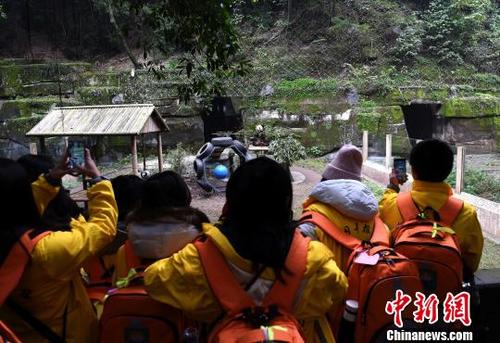 中国侨网图为华裔青少年在重庆动物园内拍大熊猫啃竹子。　周毅　摄