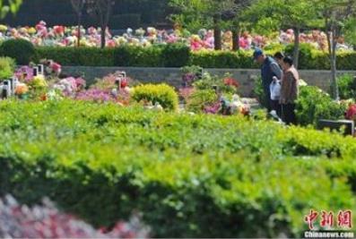 中国侨网资料图：来扫墓的民众为亲友献上鲜花。任东摄