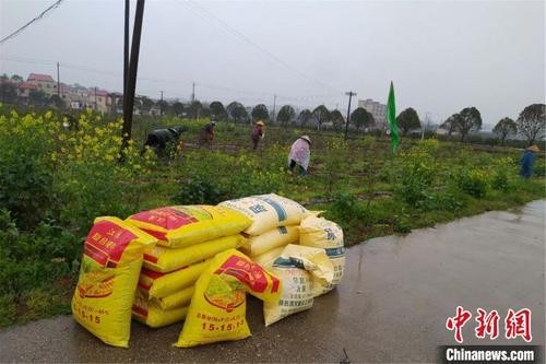 中国侨网3月5日，江西省上高县敖山镇洋林归侨少数民族聚居村村民给蓝莓树修剪春枝，除草施肥。上高县委宣传部供图