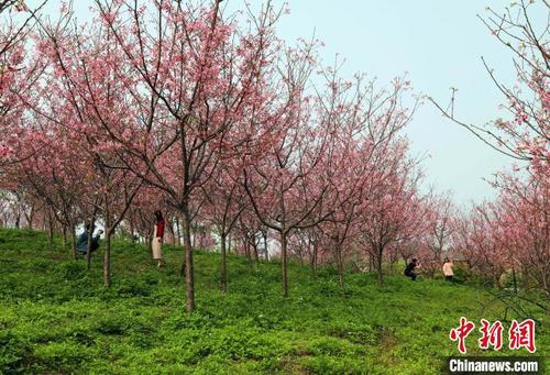 中国侨网图为游客赏花。　卢虹灵　摄