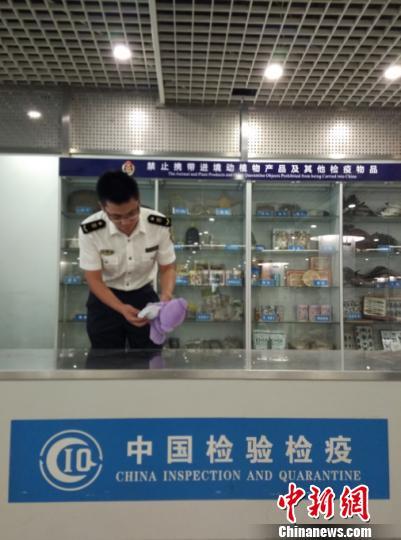 中国侨网成都机场检验检疫局工作人员截留的澳大利亚薰衣草小熊。　钟欣　摄