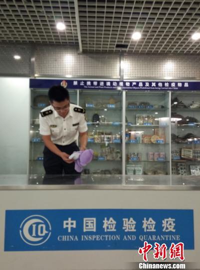 中国侨网成都机场检验检疫局工作人员截留的澳大利亚薰衣草小熊。 钟欣 摄