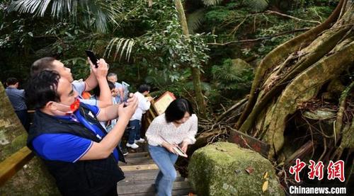 中国侨网图为海外华文媒体人士走进海南热带雨林国家公园霸王岭片区欣赏雨林生态之美。　符宇群　摄