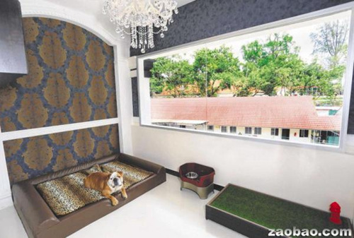 中国侨网-新加坡华人女子开宠物酒店 收费与五