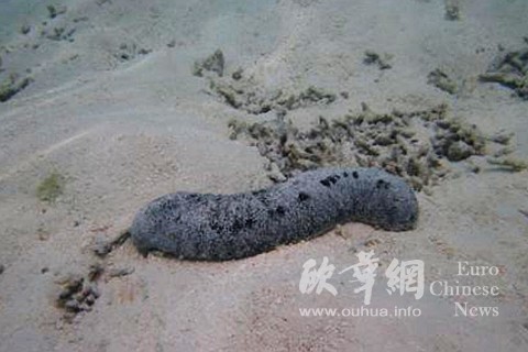中国侨网(西班牙欧华网)