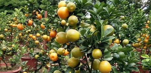 中国侨网果实累累的龙胆桔,春节时最受欢迎!(马来西亚《诗华日报》)