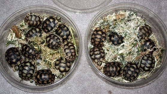 加拿大当局称，徐凯走私的乌龟品种多样，包括：东部箱龟、钻纹龟和红耳龟等，有的乌龟市价高达800美元。（图片来源：美国媒体）
