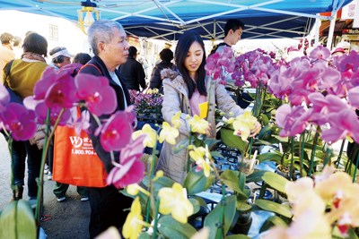 年宵花市上繁花似锦，确实令人有点花多眼乱。（美国《世界日报》/关文杰