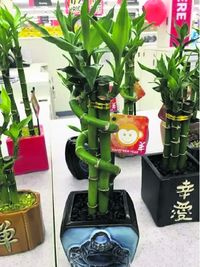 连锁超级市场Coles计划推出富贵竹盆栽，但猴子图案下却标上中文字“羊”字。（澳大利亚《星岛日报》）