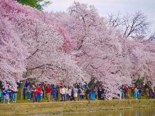 华盛顿潮汐湖樱花盛开，每年吸引百万名游客参观。（美国《世界日报》/胡毓玲