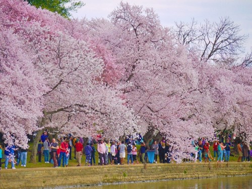 华盛顿潮汐湖樱花盛开,每年吸引百万名游客参观。(美国《世界日报》/胡毓玲