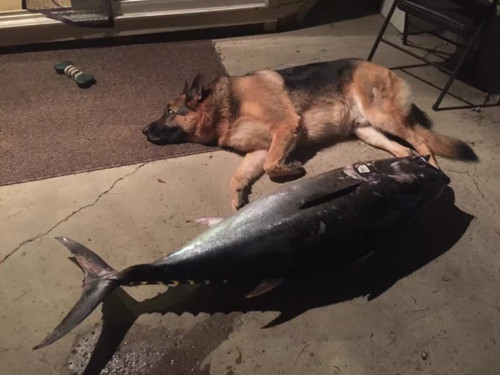 百磅以上的蓝鳍金枪鱼比一只狗还要大。（李一博提供）
