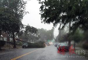 25日晚的暴雨导致华人聚居的布鲁克林南部地区街边的树被刮倒而砸中路边的轿车。（美国《侨报》）