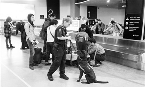 在新西兰奥克兰国际机场,边检人员带着警犬进行入境行李检查。