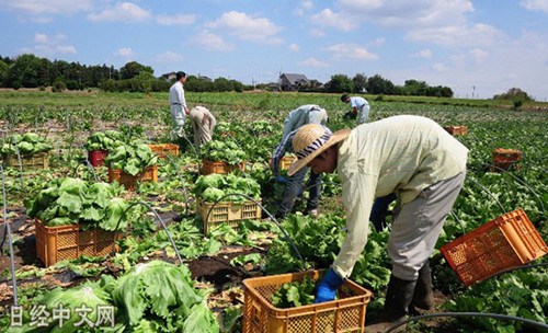 在日本农地里劳动的外国技能实习生。（日经中文网）