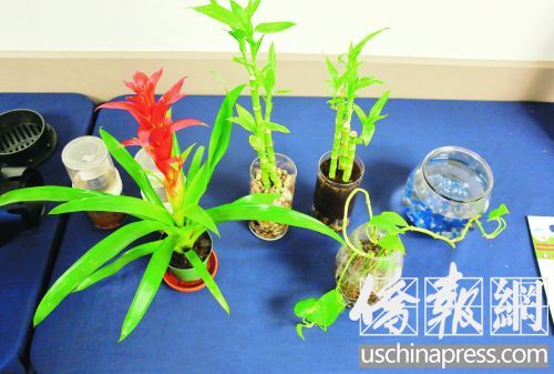 加州居民家中常种植这类无需太多阳光的植物,但它们有可能成为室内藏蚊子的地方。(美国《侨报》/邱晨