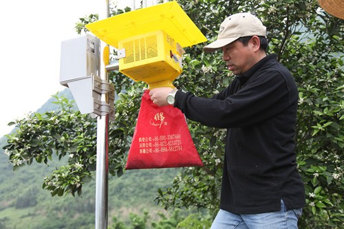 德生堂石门种植基地采用综合性病虫害防治技术。图为钟文君博士在太阳能频谱灭虫灯收集被诱捕的害虫。